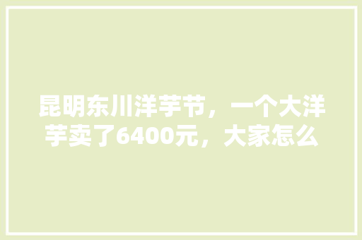昆明东川洋芋节，一个大洋芋卖了6400元，大家怎么看，东川特色美食在哪吃 昆明东川洋芋节，一个大洋芋卖了6400元，大家怎么看，东川特色美食在哪吃 旅行资讯