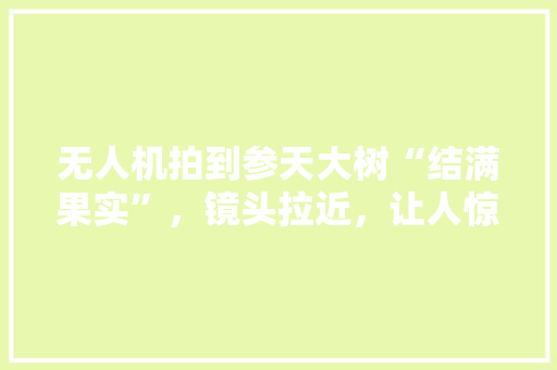 无人机拍到参天大树“结满果实”，镜头拉近，让人惊呼，咋回事，蓝山美食店 无人机拍到参天大树“结满果实”，镜头拉近，让人惊呼，咋回事，蓝山美食店 健康建议