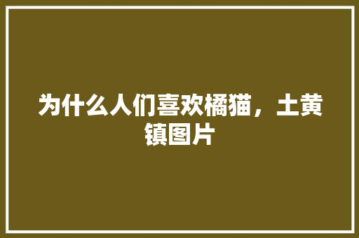 为什么人们喜欢橘猫，土黄镇图片
