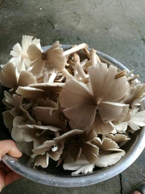 龙陵有哪些特产,龙陵特产美食 美食推荐 龙陵有哪些特产,龙陵特产美食 龙陵有哪些特产,龙陵特产美食 美食推荐